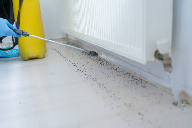 Best Emergency Pest Control  in Blaine, WA