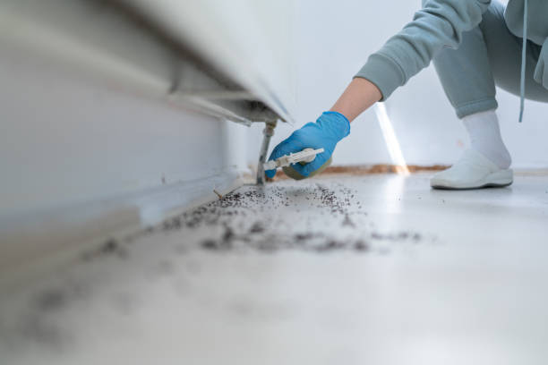 Insect Control in Blaine, WA